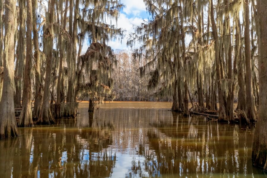 caddo lake caddo lake