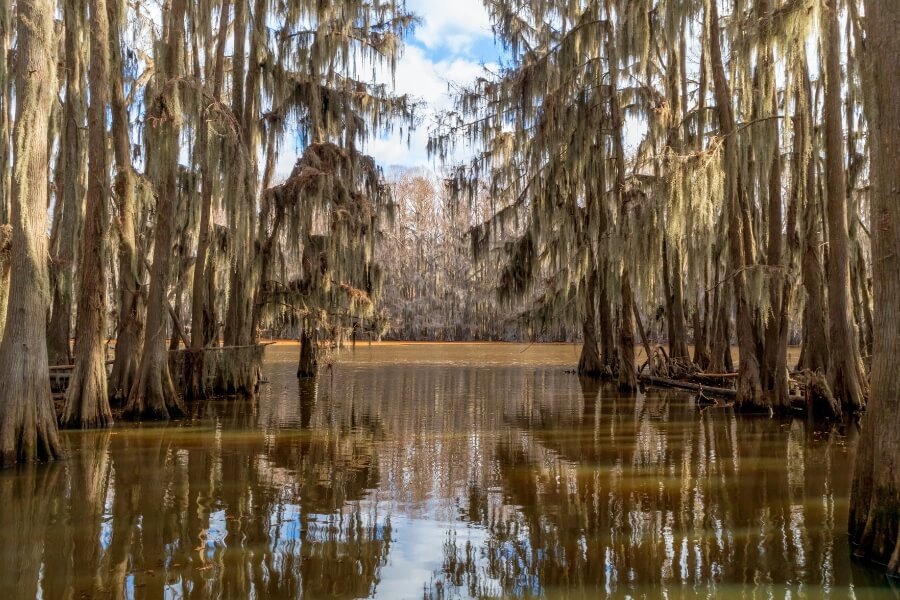 caddo lake 