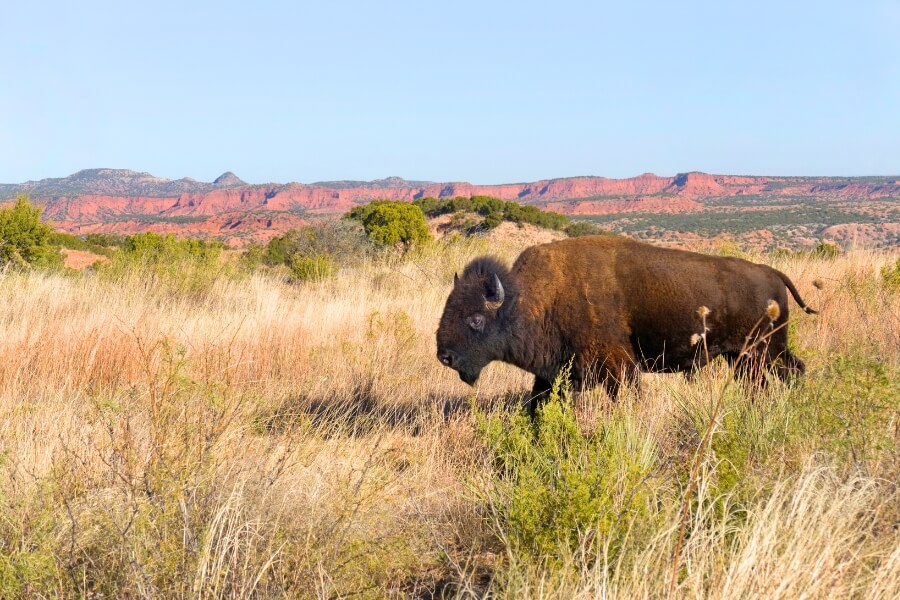 caprock canyon bison