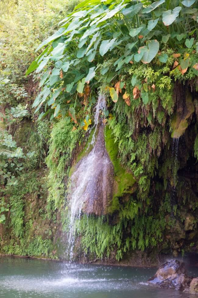 krause springs 