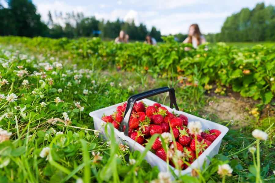 strawberry fields (1)