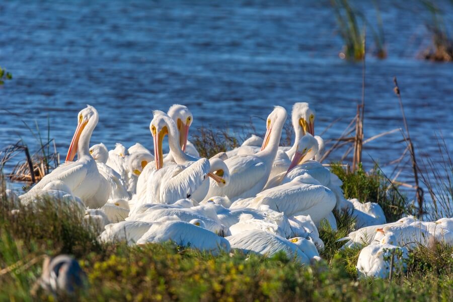 port aransas birds 