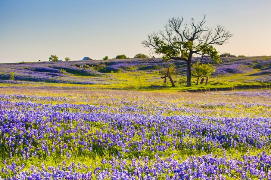 ennis flower fields ennis flower fields