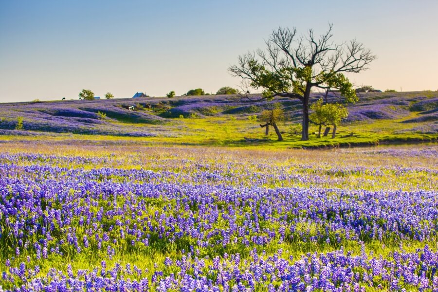 ennis flower fields