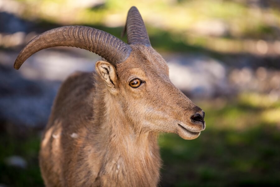 fossil rim wildlife center (1)