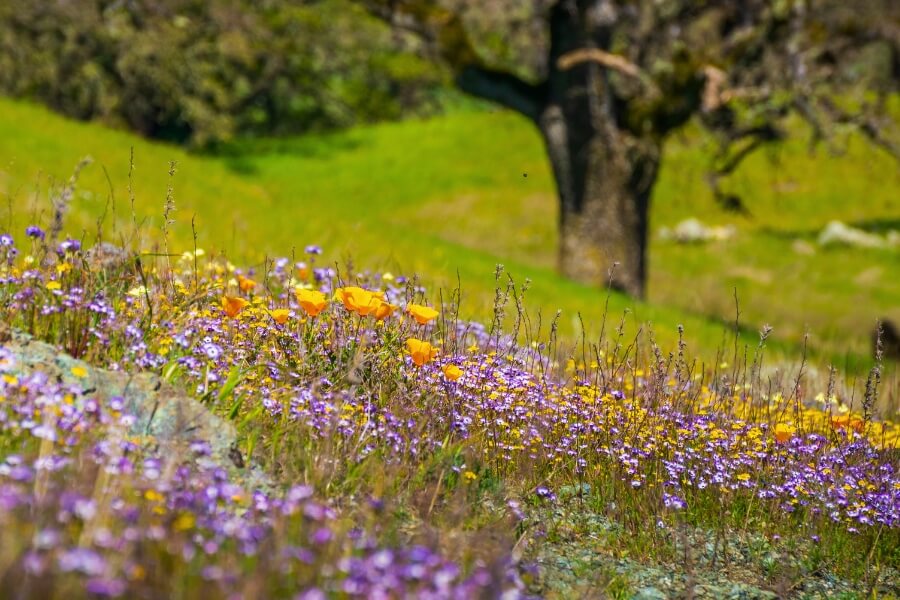 henry w coe state park wildflowers