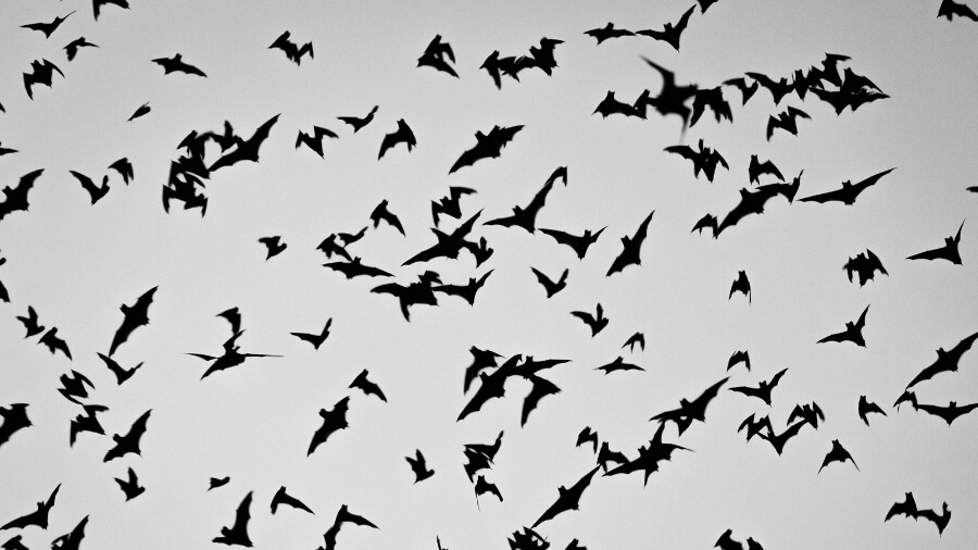 bracken bat cave featured image