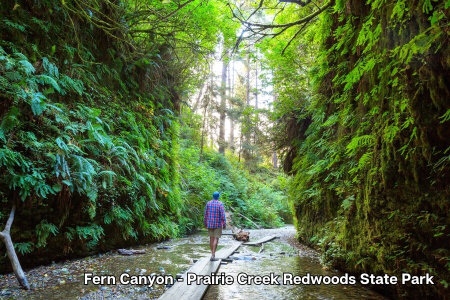 fern canyon prairie creek fern canyon prairie creek
